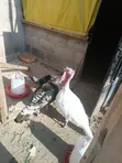 Bata Mzinga Dume na Jike Wanaotaga - 2