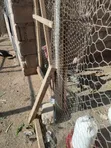 Bata Mzinga Dume na Jike Wanaotaga - 3
