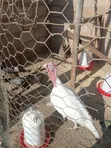 Bata Mzinga Dume na Jike Wanaotaga - 4