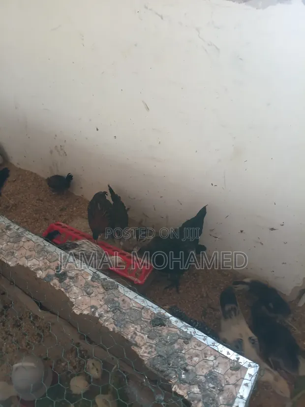 Ayam Cemani Chickens (5 Months Old) - 1
