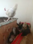 Ayam Cemani Chickens (5 Months Old) - 2