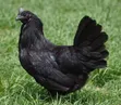 Ayam Cemani Chickens (5 Months Old) - 3