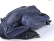Ayam Cemani Chickens (5 Months Old) - 4