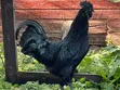 Ayam Cemani Chickens (5 Months Old) - 5
