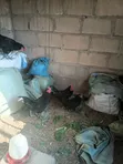 Black Australorp Chickens - Pair - 1