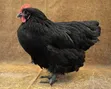 Black Australorp Chickens - Pair - 3