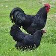 Black Australorp Chickens - Pair - 4