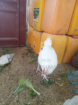 White Leghorn Chickens - Large Breed