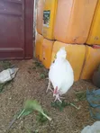Kuku wa Leghorn Nyeupe - Mzazi Mkubwa - 1