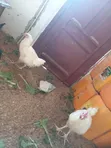 Kuku wa Leghorn Nyeupe - Mzazi Mkubwa - 2