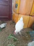 Kuku wa Leghorn Nyeupe - Mzazi Mkubwa - 3