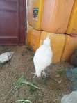 Kuku wa Leghorn Nyeupe - Mzazi Mkubwa - 4