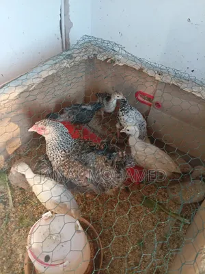 Young Turkeys (3 Months Old)