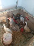 Young Turkeys (3 Months Old) - 2