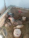 Young Turkeys (3 Months Old) - 3