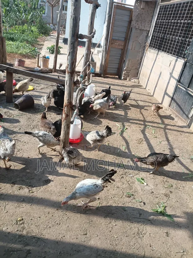 Pure Local Chickens (60) with Breeding Roosters - 1