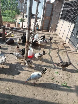 Pure Local Chickens (60) with Breeding Roosters