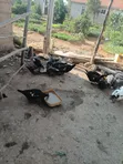 Local Ducks and Guinea Fowl - 2