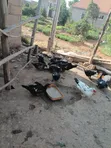 Local Ducks and Guinea Fowl - 3