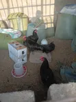 Kuku wa Malawi (Majogoo na Tetea) - Miezi 7 - 2