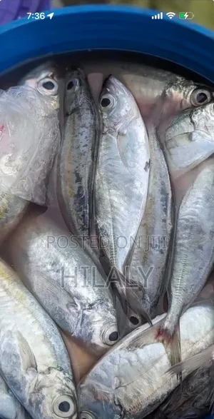 RAKSA SEAFOOD TZ: Fresh Peeled Prawns & Fish