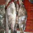 Fresh Chewa Fish - Wholesale & Retail - 1