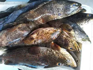 Fresh Chewa Fish - Wholesale & Retail