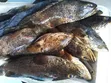 Fresh Chewa Fish - Wholesale & Retail - 2