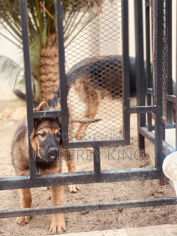 Purebred German Shepherd Puppy - 3 Months Old - 1