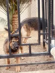 Purebred German Shepherd Puppy - 3 Months Old - 1