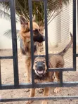 Purebred German Shepherd Puppy - 3 Months Old - 2