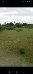 10 Acres Farm for Sale, Kitopeni, Bagamoyo - 5