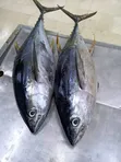 Samaki Jodari (Tuna) Safi - Jumla na Rejareja - 1