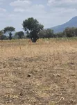 Residential Plot Near Nelson Mandela African Institute of Science and Technology - 1