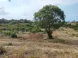 Second Line Beach Plot for Sale at Matemwe, Zanzibar - 4