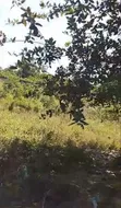Kiwanja cha Pili kutoka Bahari Mauzo Jambiani Zanzibar - 3
