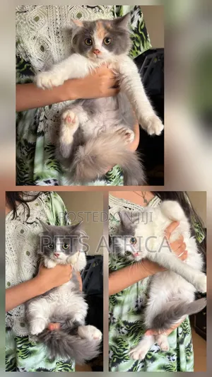 4-Month-Old Male Purebred Persian Kitten