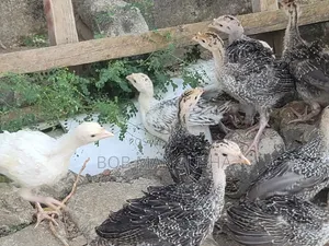 Baby Turkeys (Vifaranga Wa Bata Mzinga) - 6 Weeks Old