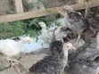 Baby Turkeys (Vifaranga Wa Bata Mzinga) - 6 Weeks Old - 1
