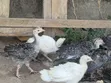 Baby Turkeys (Vifaranga Wa Bata Mzinga) - 6 Weeks Old - 2