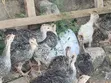 Baby Turkeys (Vifaranga Wa Bata Mzinga) - 6 Weeks Old - 3