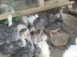 Baby Turkeys (Vifaranga Wa Bata Mzinga) - 6 Weeks Old - 4