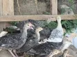 Baby Turkeys (Vifaranga Wa Bata Mzinga) - 6 Weeks Old - 5