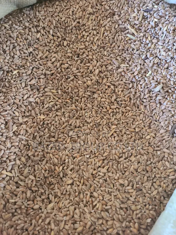 Ngano Ya Mifugo (Animal Feed Wheat) - 1