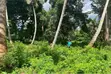 Shamba la Eka 10 Kiboje Linauzwa - 1