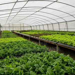 12.5x50m Polythene Cover