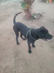 Male Boerboel Mix Puppy, 6-12 Months - 1