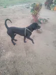 Male Boerboel Mix Puppy, 6-12 Months - 2