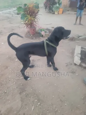 Male Boerboel Mix Puppy, 6-12 Months