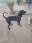 Male Boerboel Mix Puppy, 6-12 Months - 3
